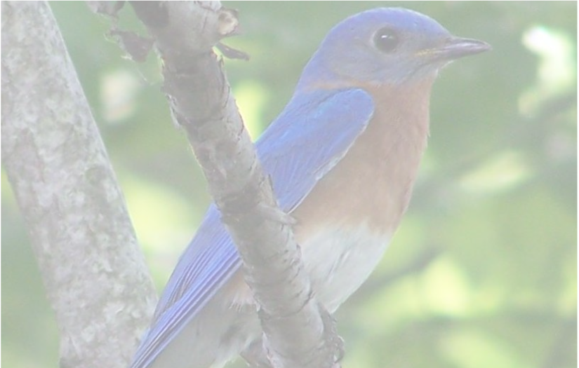 Blue_Bird.png