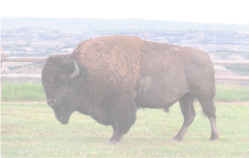 Buffalo1.png