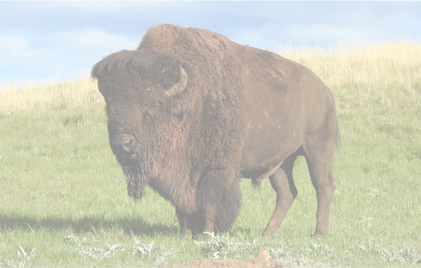 Buffalo2.png
