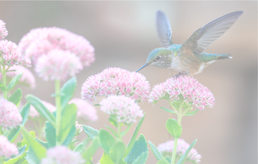Flower_Hummingbird.png