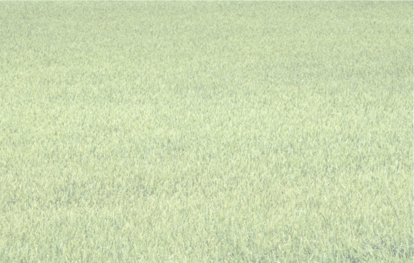 Grass.png