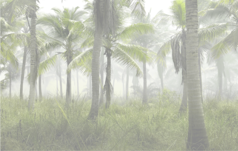 Palm_Trees.png