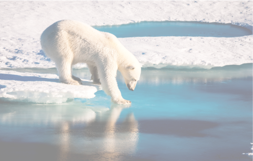 Polar_Bear.png