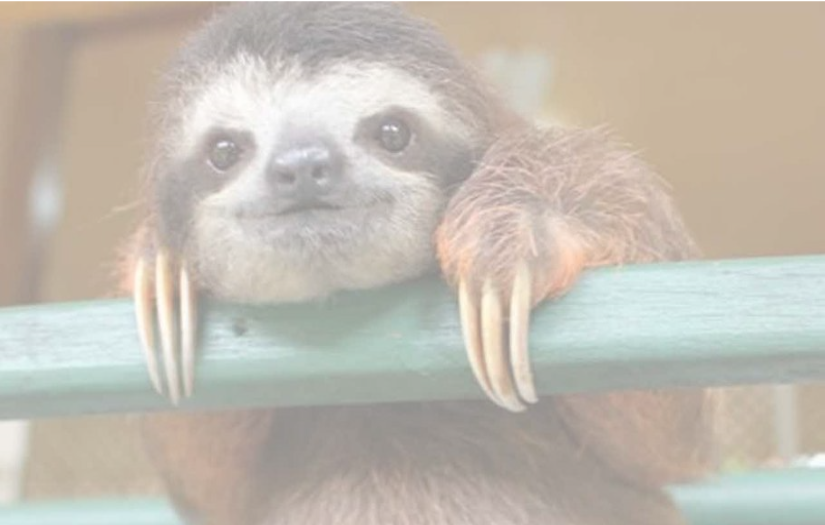 Sloth1.png