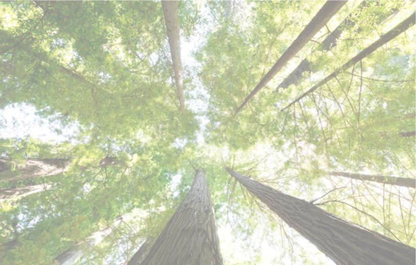 Tall_Trees.png