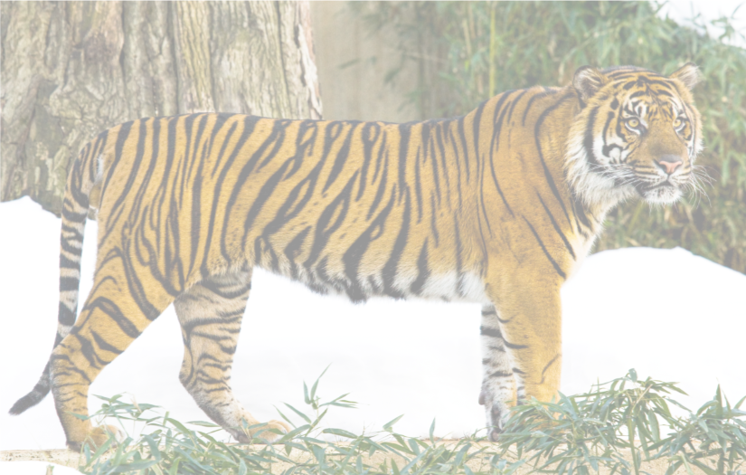 Tiger.png